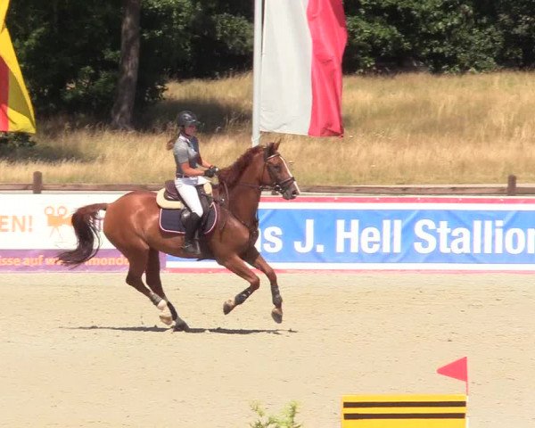 Reitturnier Westergellersen 2020