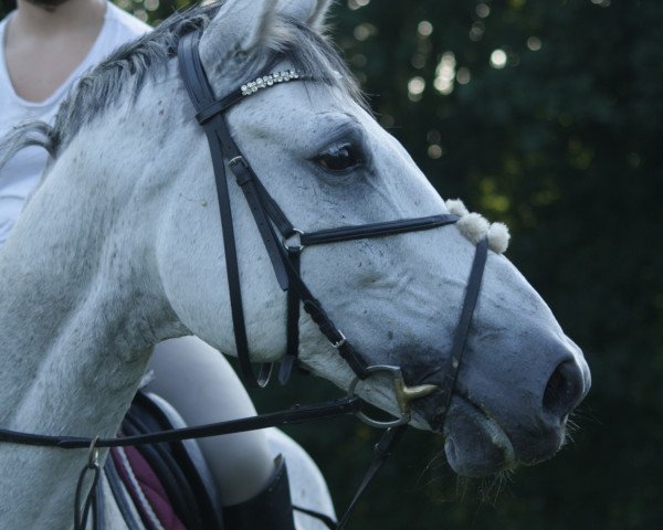 Pferd Hutor (Polnisches Warmblut, 2006, von Halogen)