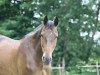 dressage horse Savoy 43 (Hanoverian, 1995, from Silvio I)