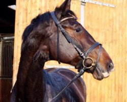 dressage horse Hampton's Harmony (Hanoverian, 2010, from Hampton)