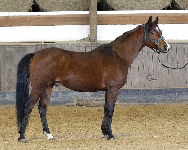 Pferd Tembr (Vollblutaraber, 2011)