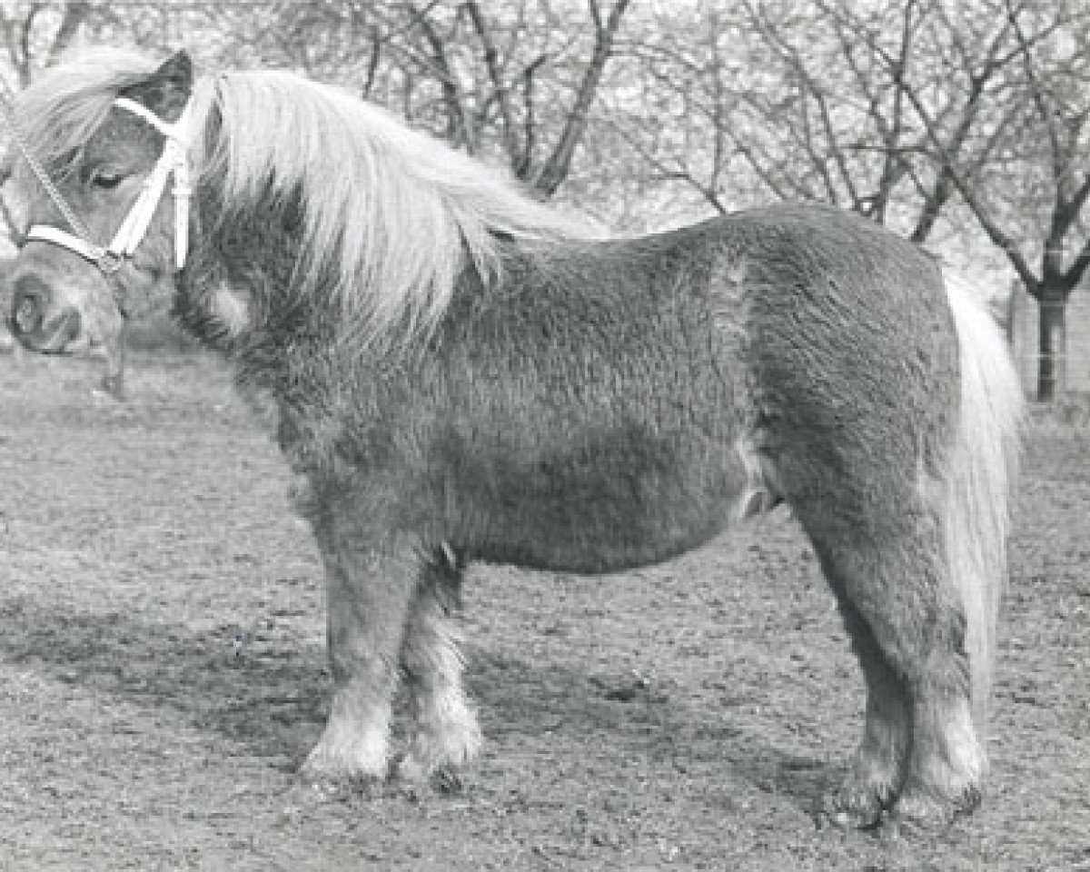 Pferd Ulverscroft tot Sunshine (Shetland Pony (unter 87 cm), 1980, von Ulverscroft Tot Timbrill)