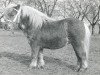 horse Ulverscroft tot Sunshine (Shetland pony (under 87 cm), 1980, from Ulverscroft Tot Timbrill)