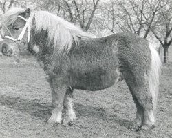 horse Ulverscroft tot Sunshine (Shetland pony (under 87 cm), 1980, from Ulverscroft Tot Timbrill)