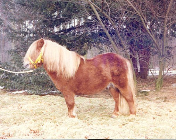 Deckhengst Columbus van Poelhuizen (Shetland Pony, 1967, von Leopold van de Beemster)