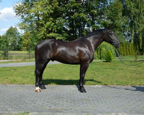 horse Rubik (Polish Warmblood, 2011)