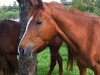 dressage horse Zauber-Marie (Trakehner, 2010, from Kasimir TSF)