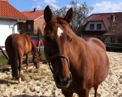 Dressurpferd Rosaly Ronja (Hessisches Warmblut, 2001, von Rheingau)