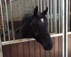 dressage horse Denerio (Hanoverian, 2012, from De Niro)