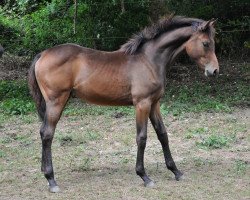 broodmare Cruella de Vil 5 (Holsteiner, 2015, from Comme il Faut)