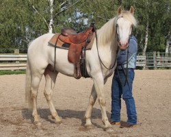 Pferd Cree Casper (Connemara-Pony, 2012)