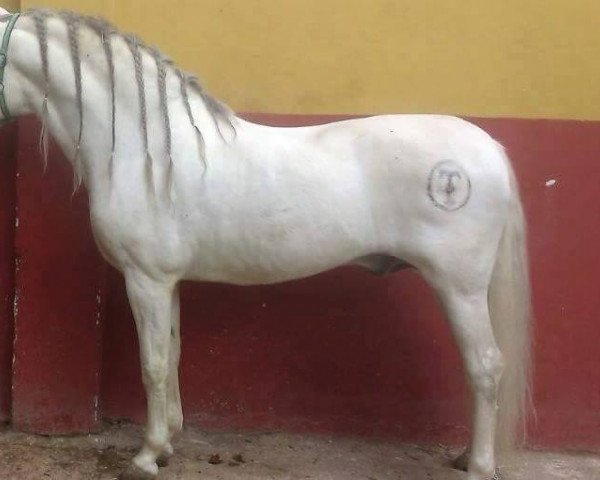 stallion CENES (Pura Raza Espanola (PRE), 2002)