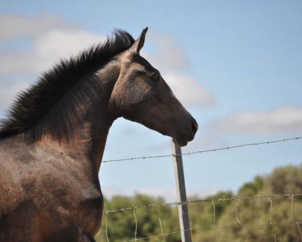 Pferd EMPERADORA (Spanisches Sportpferd, 2013)