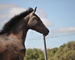 horse Emperadora (Spanish Sport Horse, 2013)