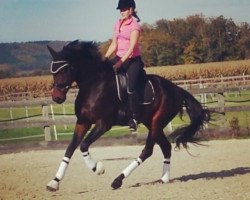 dressage horse San Benito 3 (Hanoverian, 2010, from San Bernadino 3)