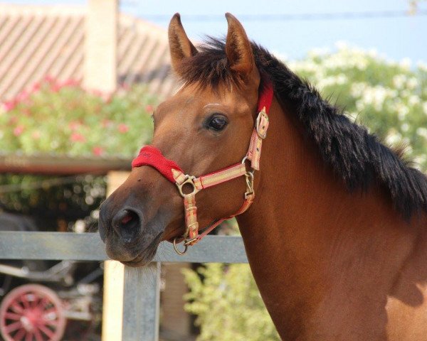 horse GRANJERA XVI (Pura Raza Espanola (PRE), 2011)