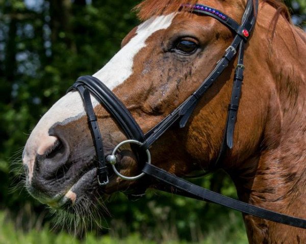 dressage horse Gutes Mädel (Bavarian, 2007, from Don Argentinus)