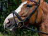 dressage horse Gutes Mädel (Bavarian, 2007, from Don Argentinus)