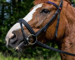 dressage horse Gutes Mädel (Bavarian, 2007, from Don Argentinus)