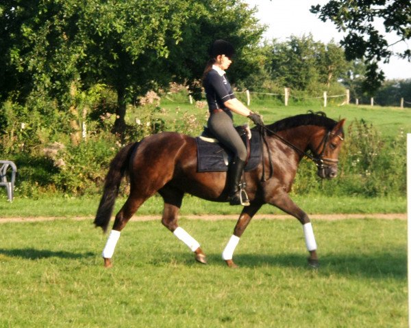 Dressurpferd Camie 7 (Deutsches Reitpony, 2009, von Campari)