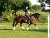 dressage horse Camie 7 (German Riding Pony, 2009, from Campari)