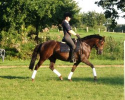 dressage horse Camie 7 (German Riding Pony, 2009, from Campari)