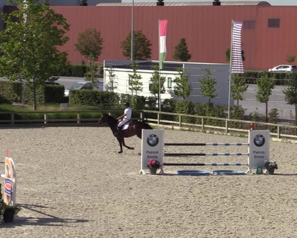 Gold +Cyclus Jonge Paarden in Lier (BEL) 2020