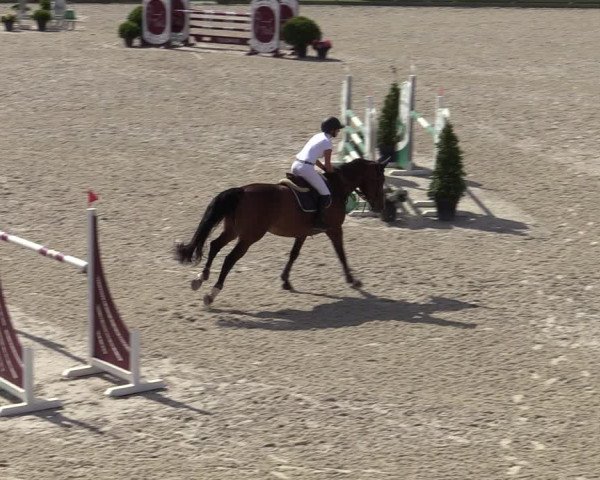Gold +Cyclus Jonge Paarden in Lier (BEL) 2020