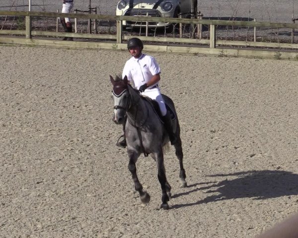 Gold +Cyclus Jonge Paarden in Lier (BEL) 2020