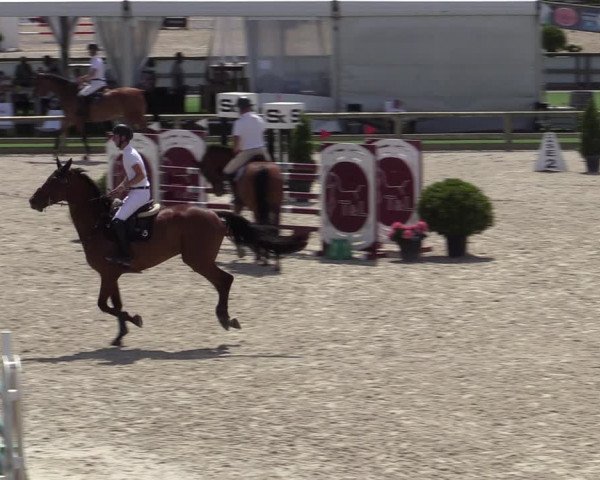 Gold +Cyclus Jonge Paarden in Lier (BEL) 2020