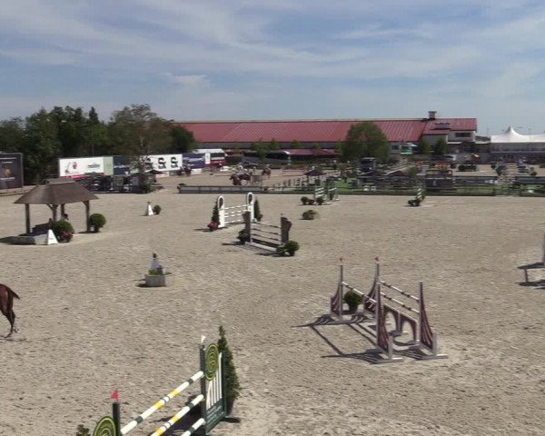 Gold +Cyclus Jonge Paarden in Lier (BEL) 2020