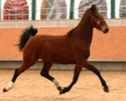 broodmare Geolinde (KWPN (Royal Dutch Sporthorse), 2011, from Atleet)