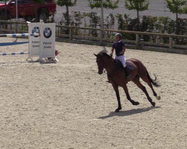 Gold +Cyclus Jonge Paarden in Lier (BEL) 2020