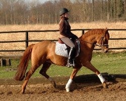 broodmare Gladys 68 (German Riding Pony, 1992, from Bolero)