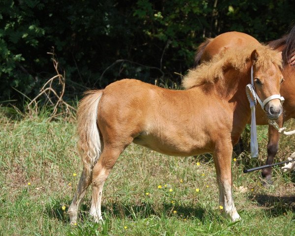 Zuchtstute Tiponis Sonjador (Shetland Pony (unter 87 cm), 2015, von Birchwood Golden Top)