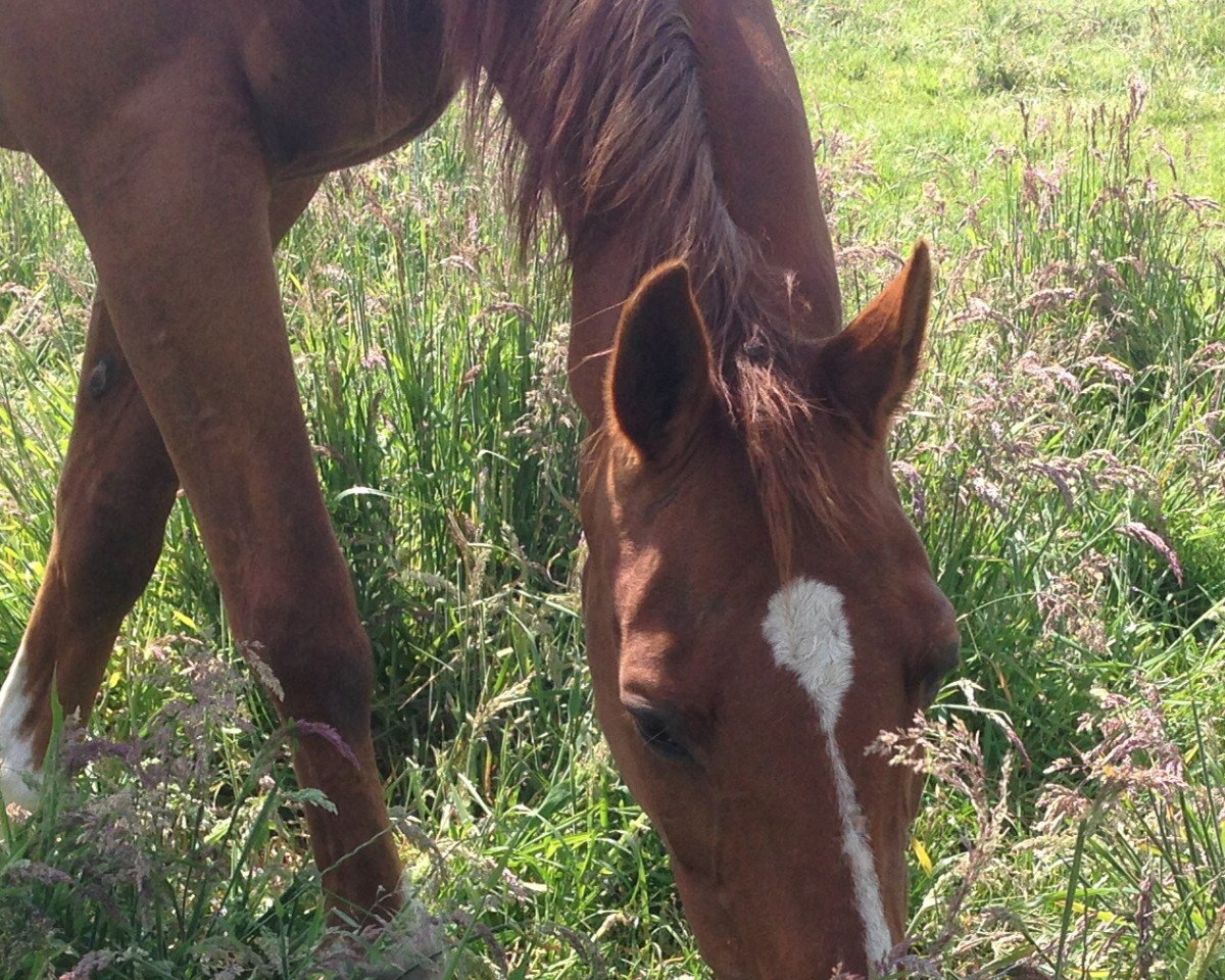 broodmare Amarena (Oldenburg, 1989, from Sion)