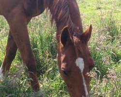 broodmare Amarena (Oldenburg, 1989, from Sion)