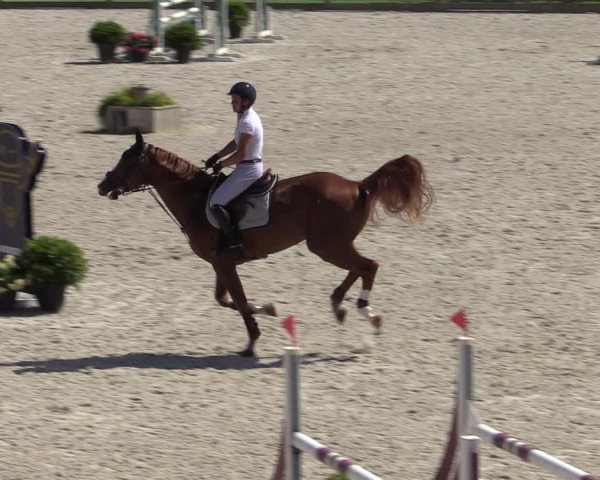 Gold +Cyclus Jonge Paarden in Lier (BEL) 2020