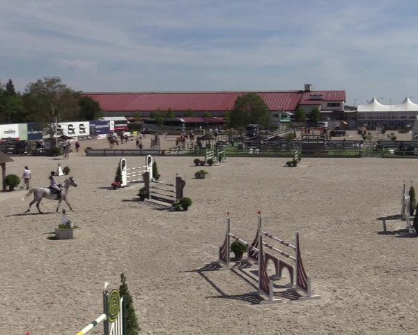 Gold +Cyclus Jonge Paarden in Lier (BEL) 2020