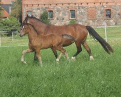 Deckhengst Taunuss (Welsh-Cob (Sek. D), 2014, von Foxlight Tomboy)