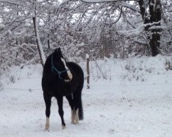 horse Ricardo 535 (Bavarian, 2003, from Roy Black)