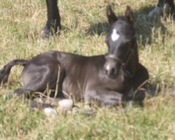 horse Coco Chanel (Welsh-Cob (Sek. D), 2015, from Foxlight Tomboy)