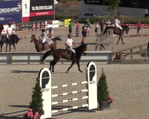 Gold +Cyclus Jonge Paarden in Lier (BEL) 2020