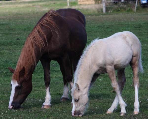 broodmare Llansantffraed Wild Rose (Welsh-Cob (Sek. D), 1993, from Ffoslas Lord Thomas)