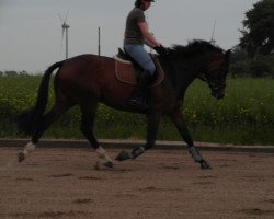 Pferd Cadeau (Holsteiner, 2010, von Crawford)