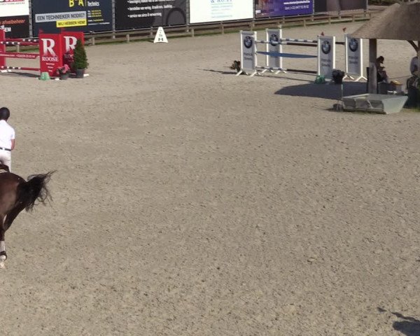 Gold +Cyclus Jonge Paarden in Lier (BEL) 2020