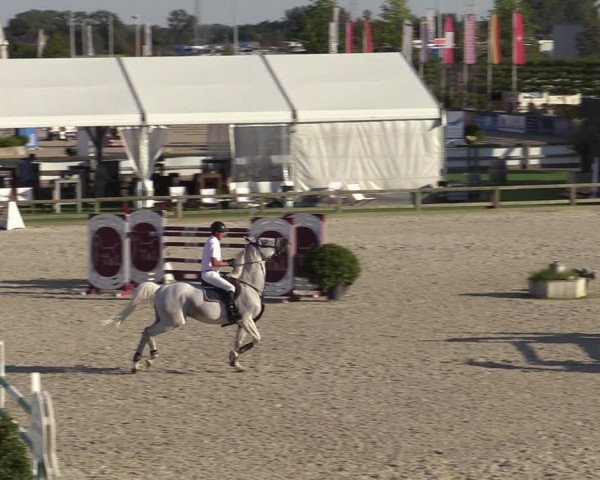 Gold +Cyclus Jonge Paarden in Lier (BEL) 2020