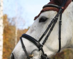 jumper Orlanda G (German Sport Horse, 2007, from Cottbus)