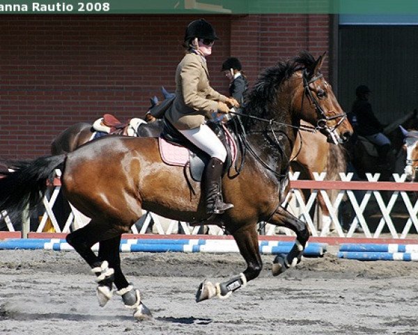 Pferd Cardanyo (Holsteiner, 1995, von Calypso II)