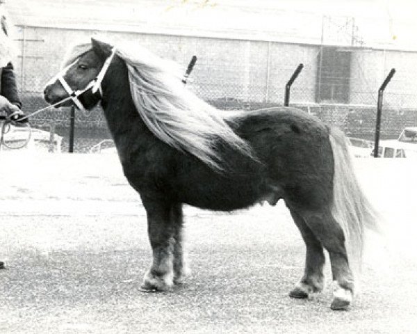 stallion Koos v. Raayershof (Shetland Pony, 1974, from Eddy D)